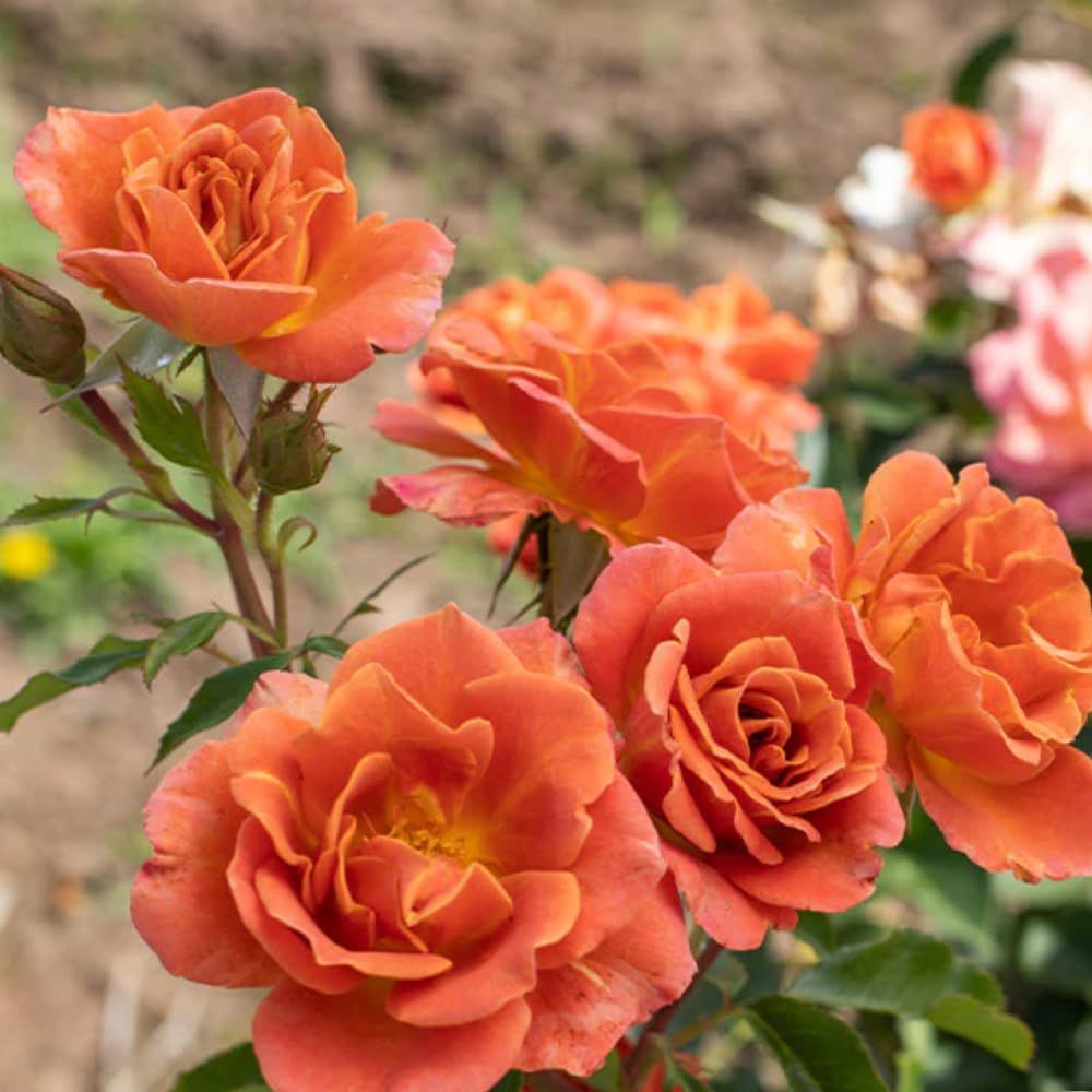 Rose Plant Live, Climbing Rose Bush Live Plant, 5-10 Inch Tall, Fragrant Rose Flowers, Rose Vine Ready to Plant Outdoor (Pumpkin Rose Plant)