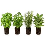 4 Live Fragrant and Edible Herb Plants Combo, Random Assorted Varieties: Rosemary, Basil, Lemon Balm, Mint and Other Herbs