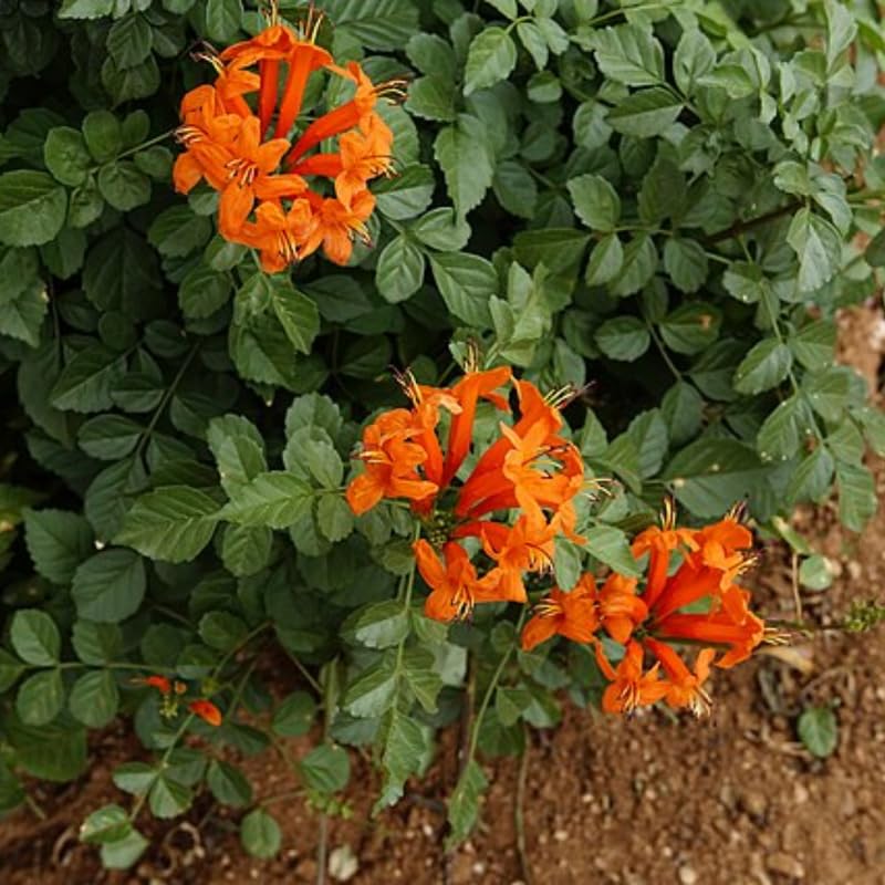 Set 2 Cape Honeysuckle Plants Live, Live Orange Red Honeysuckle Plants, 4 to 8 Inches, Honeysuckle Vines Bushes for Planting, Honeysuckle Bush