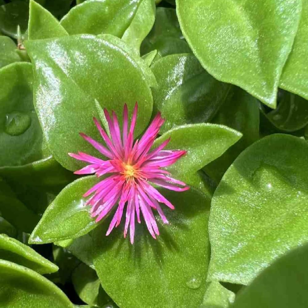 Red Delosperma Ice Plant, Hardy Perennial Succulent Live Plant, Ground Cover Outdoor Garden 5-10 Inches
