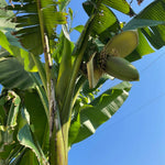 Basjoo Banana Plants Live for Planting, Banana Trees Live Plants from 4 to 6 Inc Tall, 1 Plant