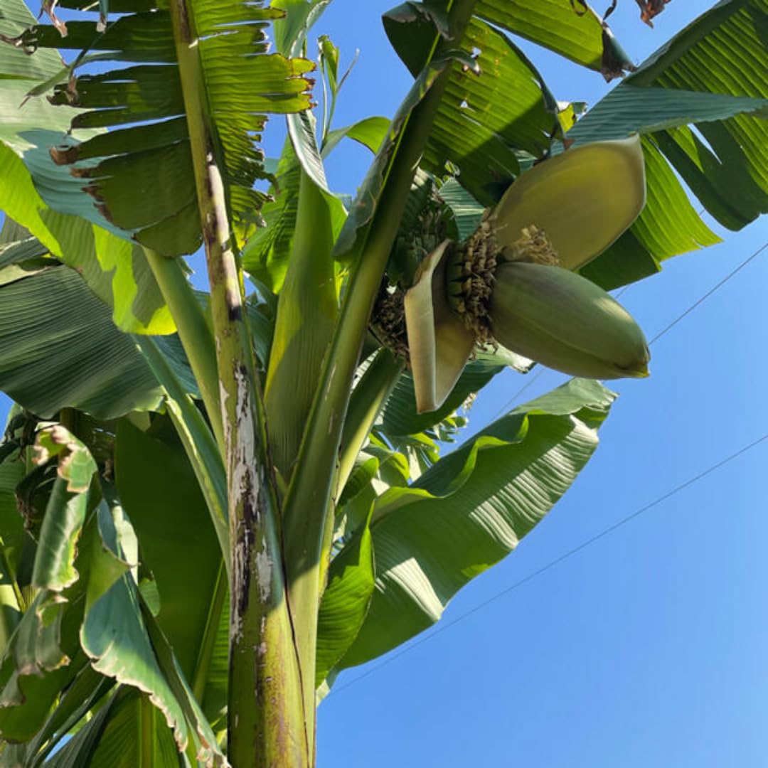 Basjoo Banana Plants Live for Planting, Banana Trees Live Plants from 4 to 6 Inc Tall, 1 Plant