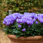 Cyclamen Plant Live in 4'' Pot, Vibrant Indoor Flowering Plants for Planting, Blooms Already, Indoor Outdoor Decoration (Purple Cyclamen)