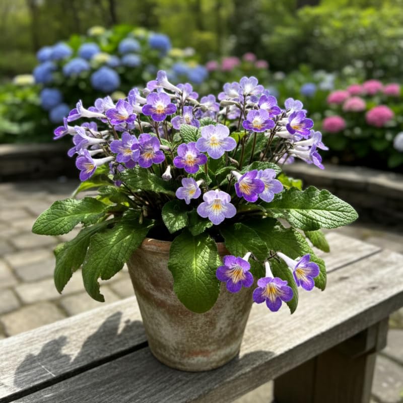 Streptocarpus Live Plant in 3.25" Pot, 5-8" False African Violet Ladyslipper Primose Plant for Spring Planting, Indoor Outdoor Home Décor (Blue White)