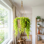 Creeping Jenny Live Plant, Creeping Jenny Plant in Pot, 4-6 Inches Tall, Ground Cover for Hanging Baskets, Containers and Raised Beds
