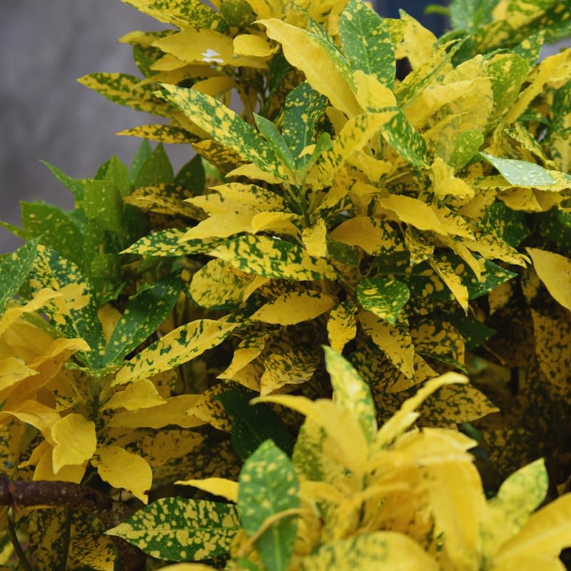 Gold Green Croton Plant Live, Live Croton Plant, 4 to 6 Inches Tall, Croton Live Plant for Garden