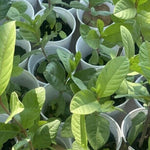 Set 2 White Guava Trees Live Plants, 4-8" in Tall in 4" Pot, Live Guava Trees Plant, Guava Trees Plant Live, Guava for Growing