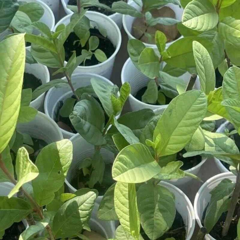 Set 2 White Guava Trees Live Plants, 4-8" in Tall in 4" Pot, Live Guava Trees Plant, Guava Trees Plant Live, Guava for Growing