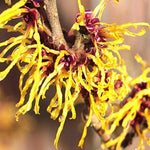 Yellow Witch Hazel Bush Shrub Plant, 1 Year Old Witch-Hazel Tree Live Plant, 6-12 Inches Tall Ready to Plant Outdoor, Dormant
