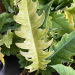 Philodendron Plant Live, Rare Variegated Philodendron Houseplant for Planting, Home Office Decor 4 to 8 Inches (Orange Green)