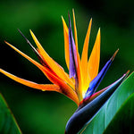 Sets 2 Orange Bird of Paradise Plants Live, Striking Blue Orange Blooms, 5 to 9 Inc Tall, No Pot, Tropical Houseplant, Exotic and Vibrant Color