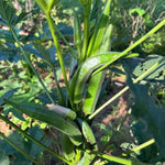 Okra Vegetable Plants Live, 3–5 Inch Tall, Green Okra Plants for Backyard Garden, Seedlings Grow Indoor Outdoor