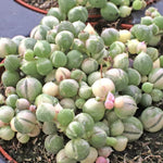 Variegated String of Pearls Plant Live, Rare Succulent Trailing Vine in Pot, Indoor Houseplant