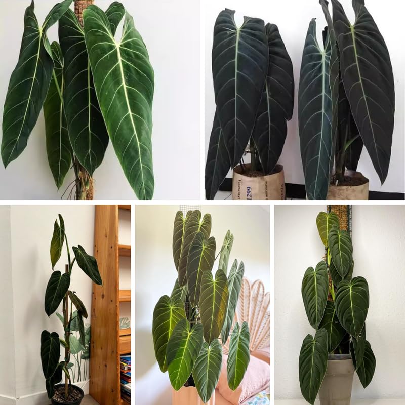 Melanochrysum Philodendron Plant Live Indoor, 5-9" No Pot, Tropical House Plant for Indoor, 5-9" No Pot Home Décor Houseplants