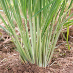 Sets 5 Herb Lemon Grass Live Plants, Rooted Lemongrass Stalks Lemongrass Plantsfor Planting, Indoor Outdoor