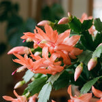 2 Salmon Christmas Cactus Live Plants, Easy Care Houseplant, 4-7'' Tall