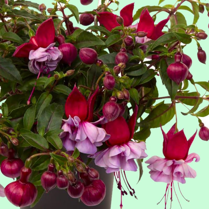 2 Pink Purple Fuchsia Flower Plants, 4 Inc Long, Fuchsia Plants Live, Perennial Flower Plants, Live Fuchsia Plants for Garden