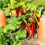 3 Victoria Rhubarb Roots for Planting, Rhubarb Crowns 3-5 Inch Tall, Rhubarb Plants for Planting, Perennial Vegetable Roots