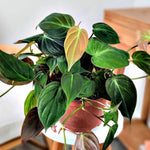 Velvet Philodendron Plant Live, Rare Tropical Variegated Live Indoor Houseplant, Starter Plants No Pot, 5-9" in Tall