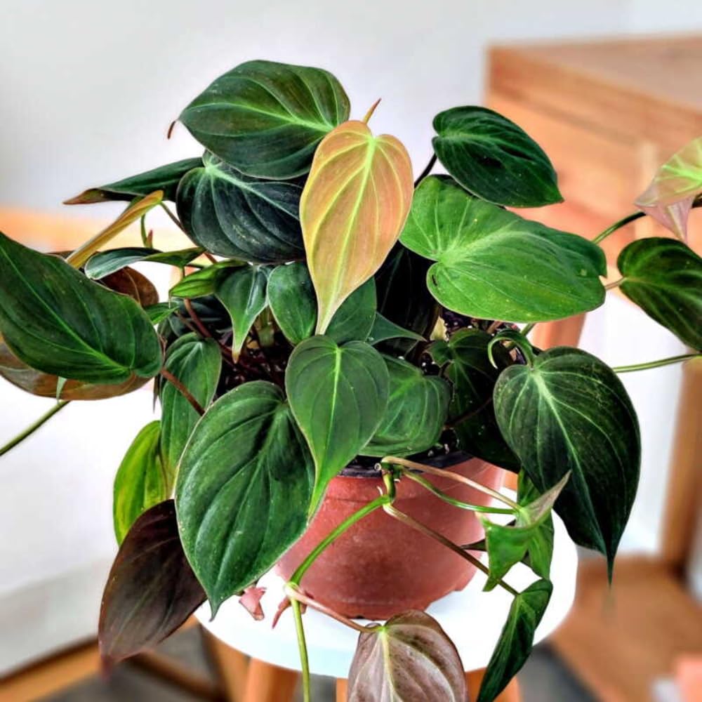 Velvet Philodendron Plant Live, Rare Tropical Variegated Live Indoor Houseplant, Starter Plants No Pot, 5-9" in Tall