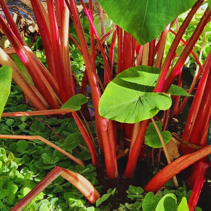 Red Stems Colocasia Live Plant, 5 to 8" in Tall, Taro Elephant Ear Alocasia Esculenta Live Plant for Planting, Live Colocasia Houseplant