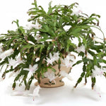 True Thanksgiving Cactus Plant Live in 4" Pot, Ready to Bloom, Holiday Christmas Cactus Plants Live, White Blooms