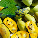 Set 2 Common Pawpaw Trees Live Plants Bare Roots, 6 to 11 Inches Tall, Paw Paw Plant Bare Roots for Gardening Outdoor
