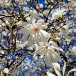 Magnolia Tree Live Plant 4-8 Inches, Pink Blooms Magnolia Bush, Fragrant Magnolia for Growing (Star Magnolia)