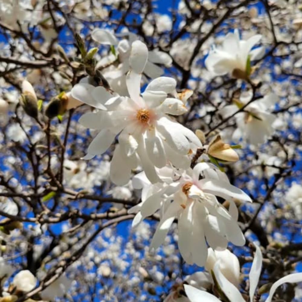 Magnolia Tree Live Plant 4-8 Inches, Pink Blooms Magnolia Bush, Fragrant Magnolia for Growing (Star Magnolia)