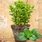 Big Clumps Spearmint Plants Live in Pot, Well-Rooted Herb for Home Gardens, Heirloom Mint Indoor Outdoor, Fresh Mints