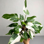 Philodendron Plant Live, Rare Variegated Philodendron Houseplant for Planting, Home Office Decor 4 to 8 Inches (White Variegated)