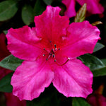 2 Southern Azalea Plants Live 5-9" in Tall, Rhododendron Tree Live Plants Like, Established Root, Vibrant Bloom, Deep Pink