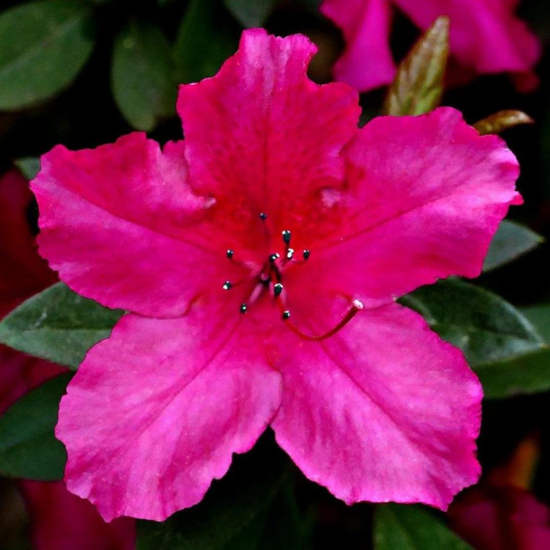 Pack 2 Pink Azalea Plants Live, Rhododendron Azalea Tree Live Plants Like, 5-9 Inches in Tall, Spring Blooms