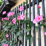 2 Pink Mandevilla Plants Live, Trailing Mandevilla Vine for Outdoor Planting, 4-6 Inch Tall Live Flowering Vine for Trellis or Containers