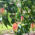 Valencia Mango Tree Live Plant Grafted, 14 to 18 Inches Tall in Pot, Ready to Bear Fruit in 1 Year, Sweet Mango Tree for Planting