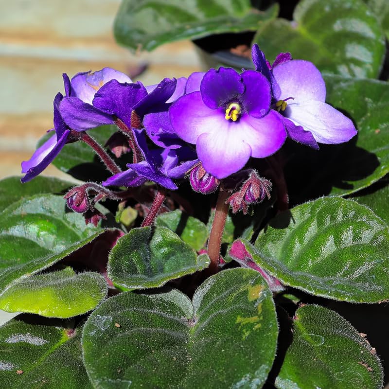 Blue White African Violet Live Plant, 4 Inch Pot African Violets Live Plant, Live Afican Violets Plants, Flowering African Violets Live Plants Indoor Garden, Perennial Live African Violet Plants