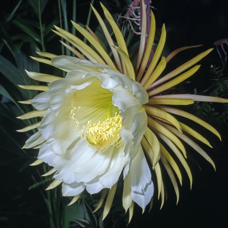 Night Blooming Epiphyllum Plant Live, Orchid Cactus Epiphyllum Oxypetalum Succulent Live Plant, 4-6” Tall in 4” Pot for Home or Patio