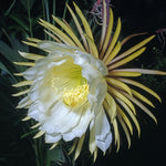 2 Night Blooming Epiphyllum Plants Live, Orchid Cactus Epiphyllum Live Succulents, 4-6” Tall in 4” Pots, Queen of The Night Cactus Plants