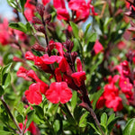 4 Fragrant Sage Salvia Live Plants, Planting in Spring Sage Plants Live, 5 to 10 Inches in Tall, Change Color (Red, Hot Lips Like)