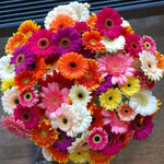 Set of 2 Mix Daisy Plants, Gerbera Daisy Live Plants, 5 to 6 Inches Tall, Gerbera Daisy Plants for Gardening, No Pot