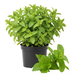 2 Spearmint Plants Live Clumps Potted, Size 5-9" in Tall, Fresh Mints Herb for Indoor Outdoor Growing, Culinary Gardening, Cold Hardy and Fast-Growing