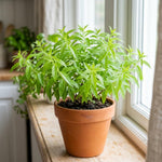 Lemon Verbena Plant, Lemon Verbena Live Plant, 2-5 Inc Tall, Fragrant Culinary and Tea Herb for Garden and Patio