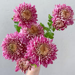 Pack 2 Mums Plants Live, Dark Purple Mums Plants, 3-6" Tall Mum Plant for Garden, Perennial Flowers Chrysanthemum Mum Starter Plant