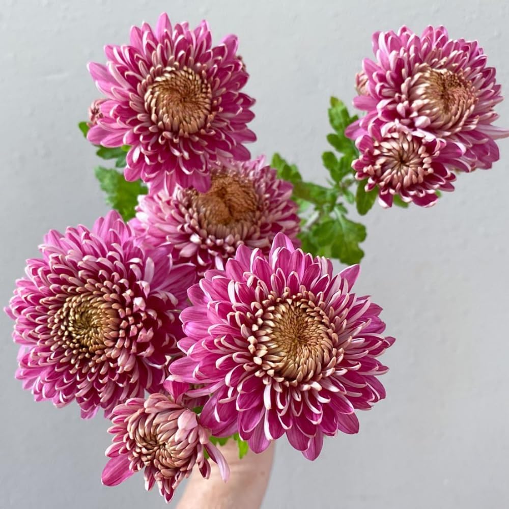 Pack 2 Mums Plants Live, Dark Purple Mums Plants, 3-6" Tall Mum Plant for Garden, Perennial Flowers Chrysanthemum Mum Starter Plant