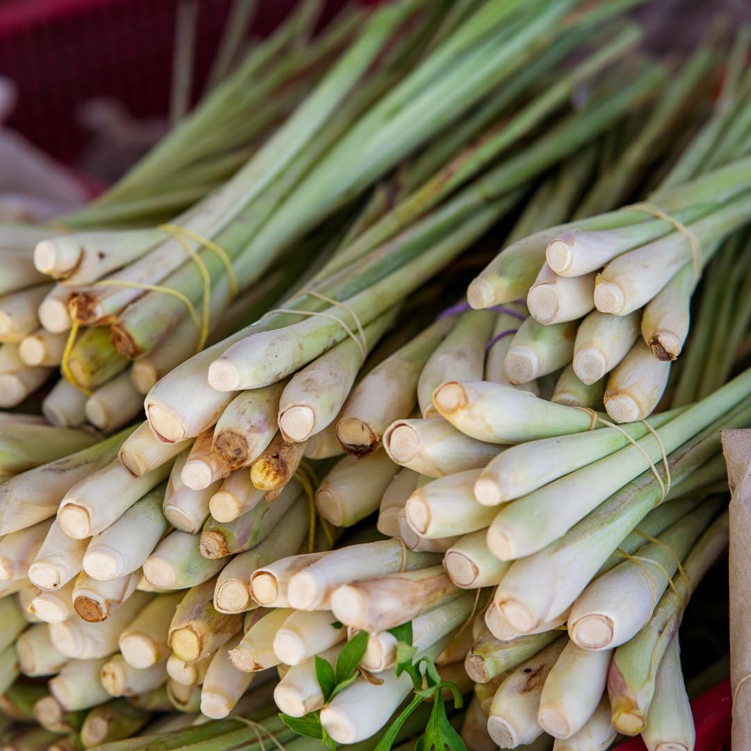 Set 4 of Lemongrass Plants Live, Lemon Grass Live Plants for Gardening Indoor Outdoor, 8-10 Inc Long
