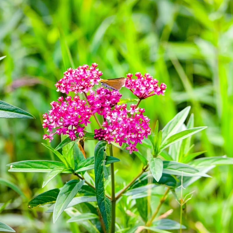 2 Pink Milkweed Plants Live, Tropical Butterfly Milkweed 4-8 Inches, Perennial Milkweeds Flowers Well Rooted Container or Outdoor Growing