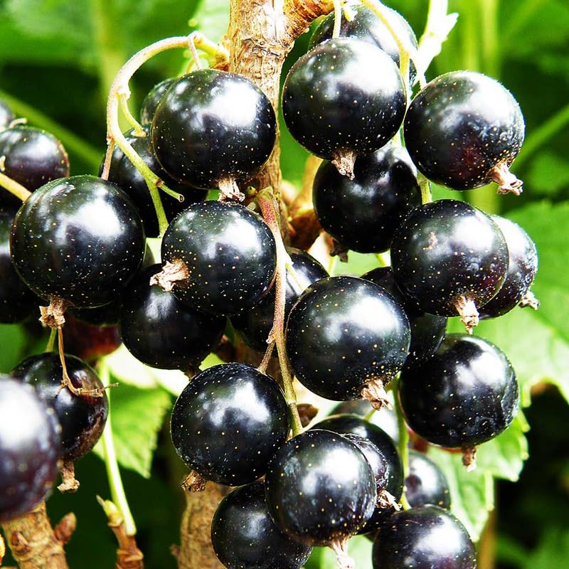 Currant Tree Live Plant for Growing, 1 Year Old, Currant Berries Fruit Tree, Currant Plant Live for Planting Your Garden, Currant Bush Live (Black Currant)