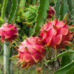 Red Dragon Fruit Plant Live, 3 Gallon Pot, Live Dragon Fruit Plant, 2 to 3 Feet Tall, Dragon Fruit Live Plant, Sweet Fruit Plant for Gardening, Dragon Fruit Plant Tree