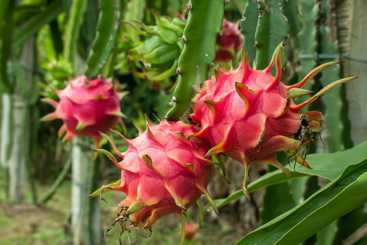 Red Dragon Fruit Plant Live, 3 Gallon Pot, Live Dragon Fruit Plant, 2 to 3 Feet Tall, Dragon Fruit Live Plant, Sweet Fruit Plant for Gardening, Dragon Fruit Plant Tree