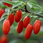 Live Goji Berry Plant Bush for Planting, Goji Berry Ready to Plant, 4 to 10 Inc Tall, Come No Pot, Goji Berries Tree Plant Live
